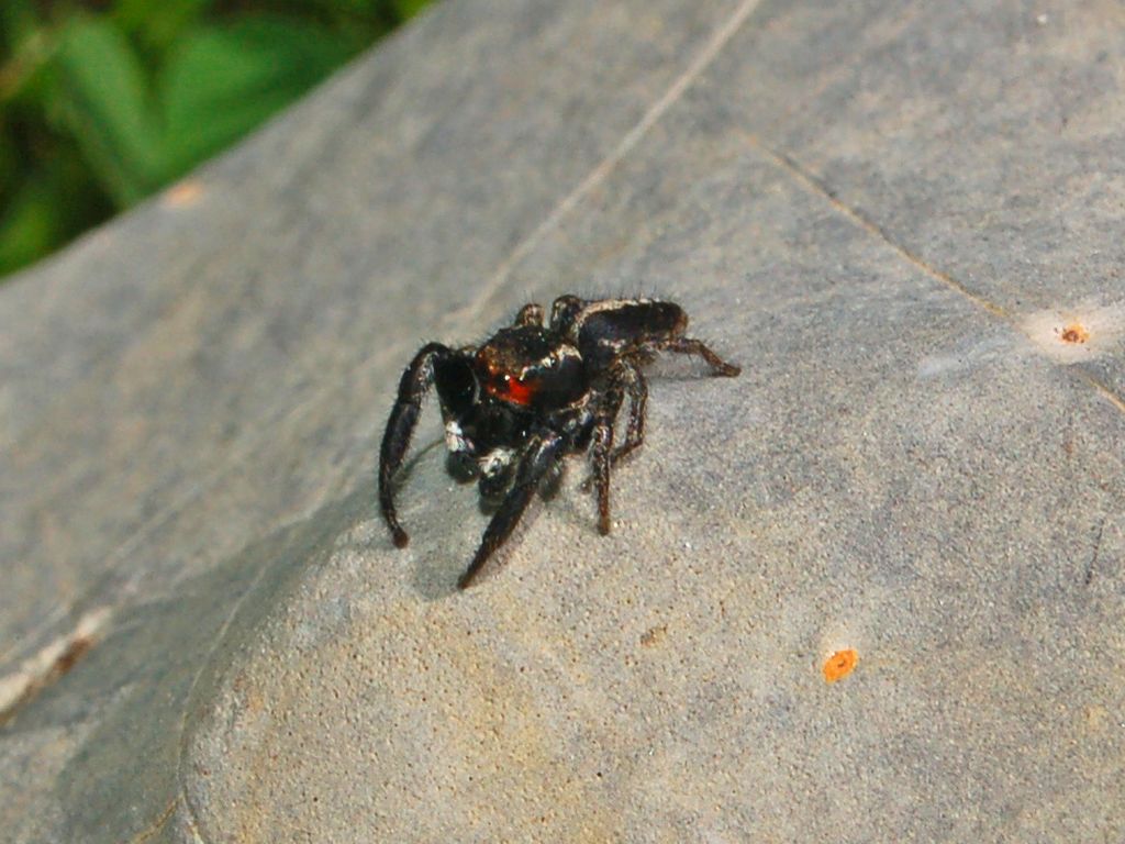 Pellenes seriatus